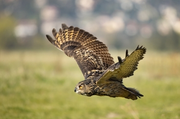 Výr velký - Bubo bubo - Eurasian eagle-owl