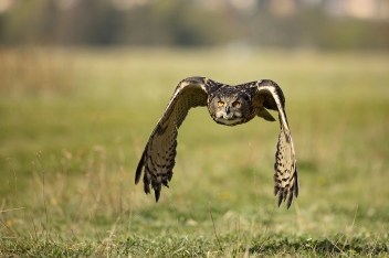 Výr velký - Bubo bubo - Eurasian eagle-owl