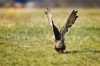 Výr velký - Bubo bubo - Eurasian eagle-owl