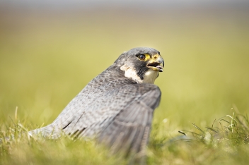 Sokol stěhovavý (Falco peregrinus) -...