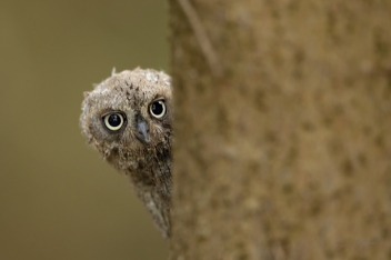 Výreček malý - Otus scops - Scops owl