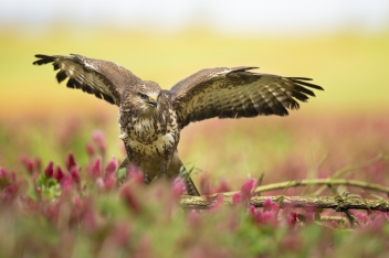 Káně lesní - Buteo buteo - Common buzzard