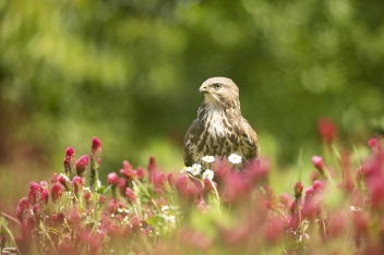 Káně lesní - Buteo buteo - Common buzzard
