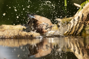 Sojka obecná (Garrulus glandarius) -...