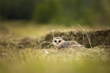 Sova pálená - Tyto alba - Barn owl
