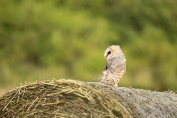 Sova pálená - Tyto alba - Barn owl