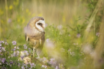 Sova pálená - Tyto alba - Barn owl