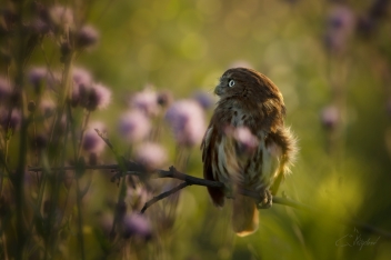 Kulíšek brazilský - Glaucidium...