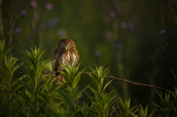 Kulíšek brazilský - Glaucidium...