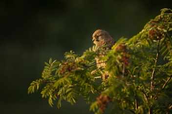 Poštolka - Kestrel