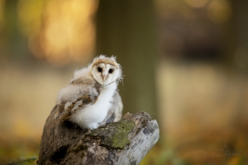 Sova pálená (Tyto alba) - Barn owl