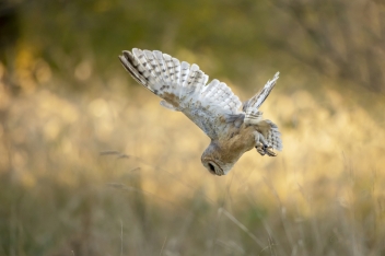 Sova pálená (Tyto alba) - Barn owl