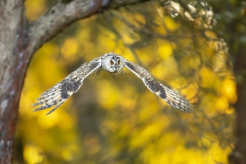 Kalous ušatý (Asio otus) - Long-eared owl