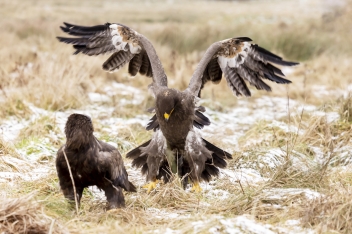 Orel stepní (Aquila nipalensis) - Steppe...