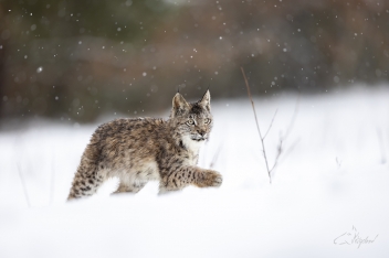 Rys ostrovid (Lynx lynx) - Eurasian lynx