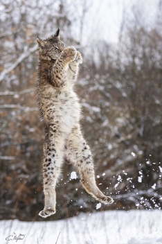 Rys ostrovid (Lynx lynx) - Eurasian lynx