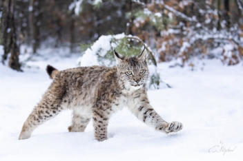 Rys ostrovid (Lynx lynx) - Eurasian lynx