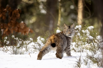 Rys ostrovid (Lynx lynx) - Eurasian lynx