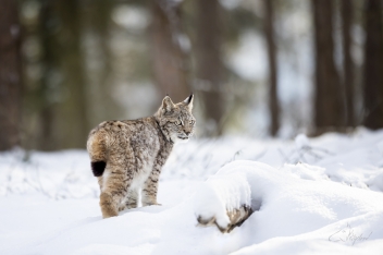 Rys ostrovid (Lynx lynx) - Eurasian lynx