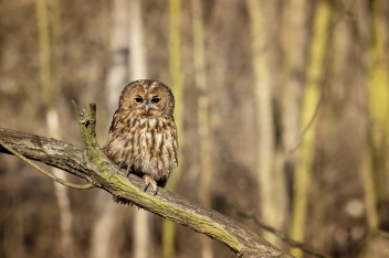 Puštík obecný (Strix aluco) - Tawny owl