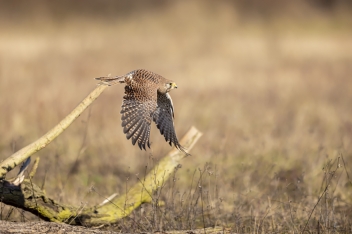 Poštolka obecná (Falco tinnunculus) -...