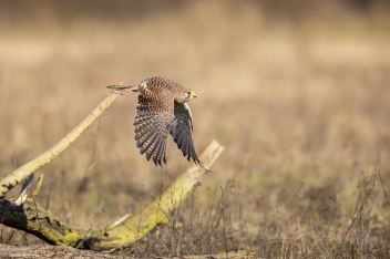 Poštolka obecná (Falco tinnunculus) -...