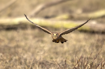 Poštolka obecná (Falco tinnunculus) -...