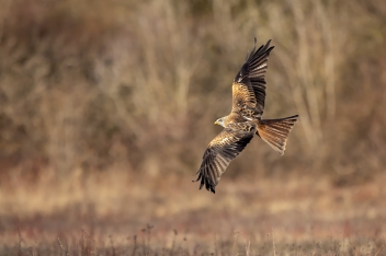 Luňák červený (Milvus milvus) - Red kite