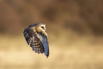 Sova pálená (Tyto alba) - Barn owl