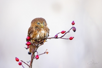 Kulíšek brazilský (Glaucidium...