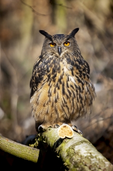 Výr velký (Bubo bubo) - Eurasian eagle-owl