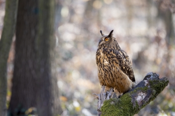 Výr velký (Bubo bubo) - Eurasian eagle-owl