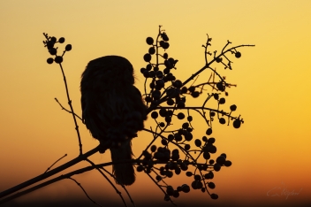 Kulíšek brazilský (Glaucidium...