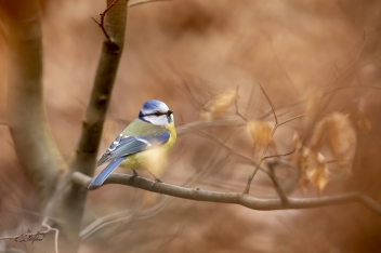 Sýkora modřinka (Cyanistes caeruleus) -...