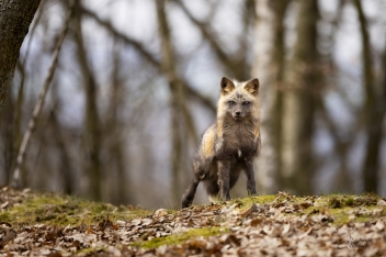 Liška obecná (Vulpes vulpes) - Red fox