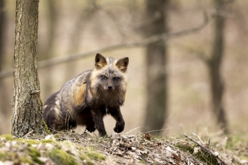 Liška obecná (Vulpes vulpes) - Red fox
