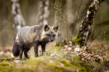 Liška obecná (Vulpes vulpes) - Red fox