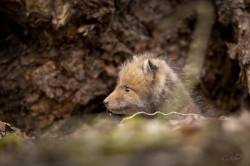 Liška obecná (Vulpes vulpes) - Red fox