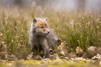 Liška obecná (Vulpes vulpes) - Red fox