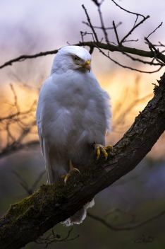 Káně lesní (Buteo buteo) - Common buzzard