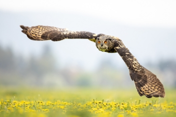Výr velký (Bubo bubo) - Eurasian eagle-owl