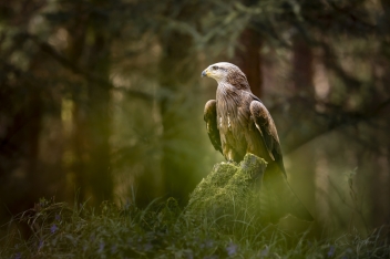 Luňák hnědý (Milvus migrans) - Black kite