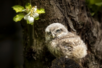 Sýček obecný (Athene noctua) - Little owl