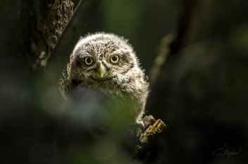 Sýček obecný (Athene noctua) - Little owl