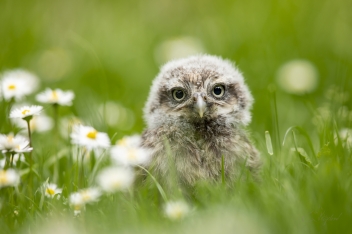 Sýček obecný (Athene noctua) - Little owl