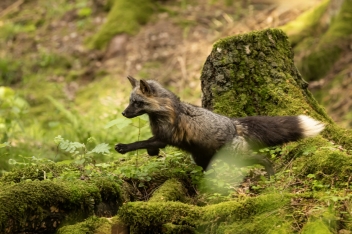 Liška obecná (Vulpes vulpes) - Rex fox