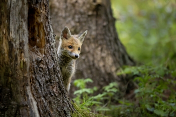 Liška obecná (Vulpes vulpes) - Rex fox