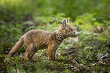 Liška obecná (Vulpes vulpes) - Rex fox