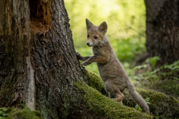 Liška obecná (Vulpes vulpes) - Rex fox