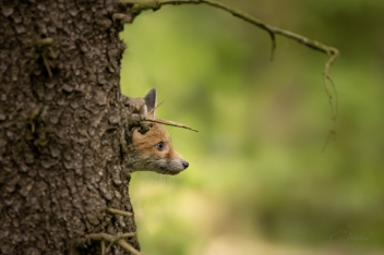 Liška obecná (Vulpes vulpes) - Rex fox